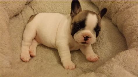 french bulldog kennel.